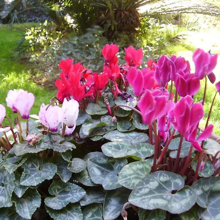 Antica La Viola, With Private Pool Bed & Breakfast 4*