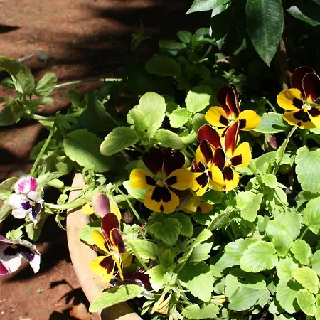 Antica La Viola, With Private Pool ليتشي