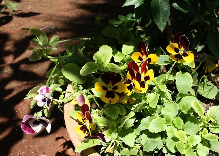 Antica La Viola, With Private Pool Lecce