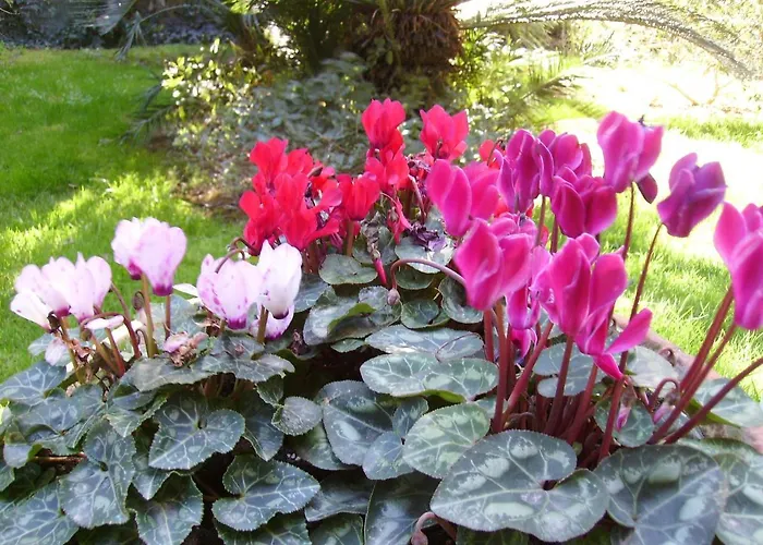 Antica La Viola, With Private Pool Отель типа 